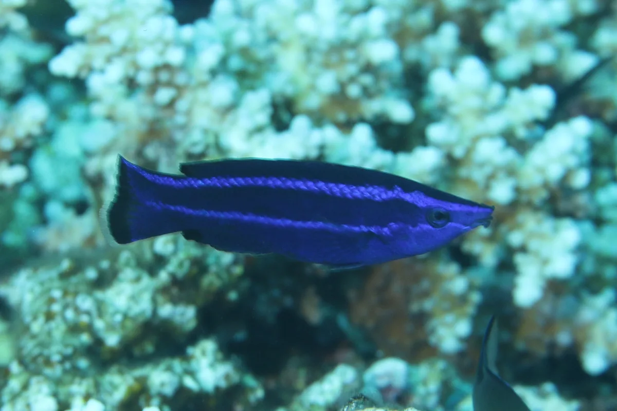 Red Sea Cleaner Wrasse