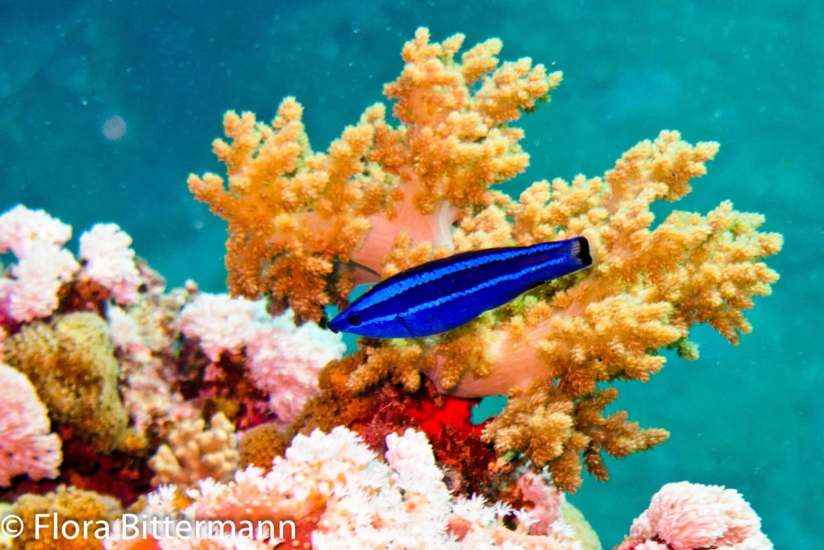 Arabischer Putzerlippfisch-Larabicus quadrilineatus- Fourline wrasse juv.