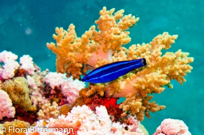 Arabischer Putzerlippfisch-Larabicus quadrilineatus- Fourline wrasse juv.