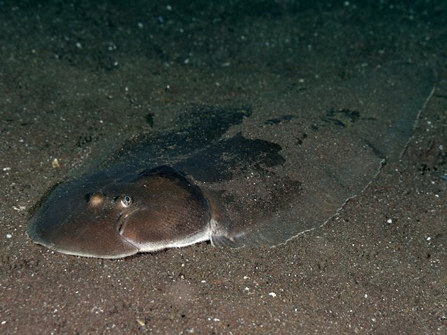 Fourlined Tonguesole