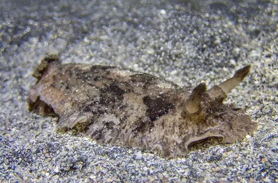 Sebadoris fragilis