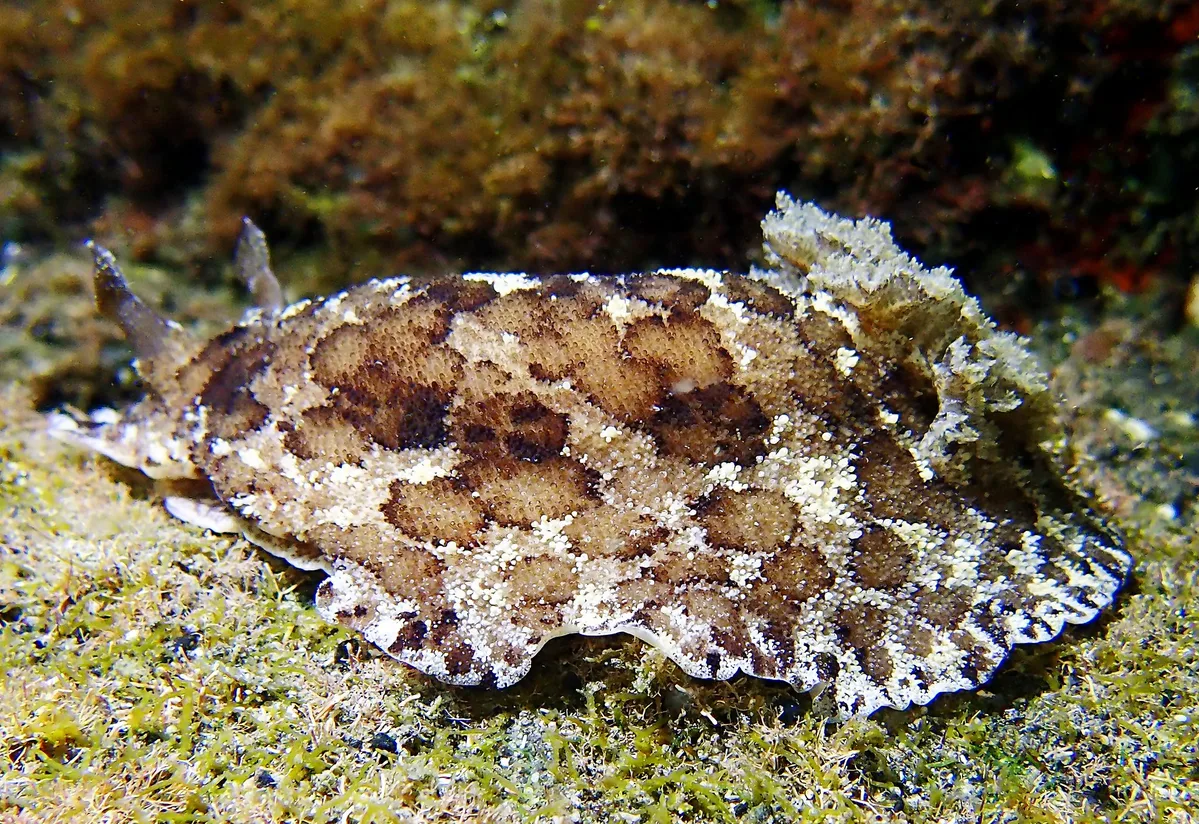Sebadoris fragilis
