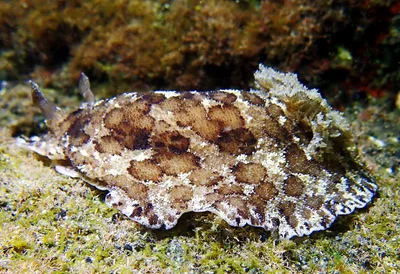 Sebadoris fragilis