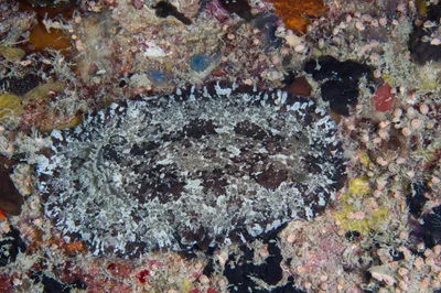 Sebadoris fragilis
