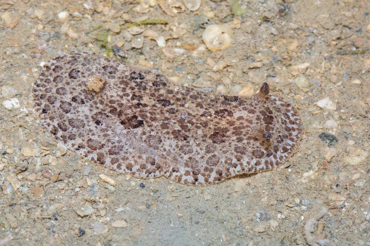 _Z2A8531 Sebadoris fragilis