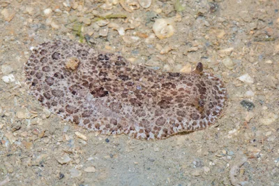 _Z2A8531 Sebadoris fragilis