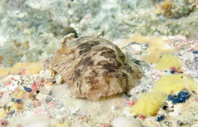 Sebadoris fragilis