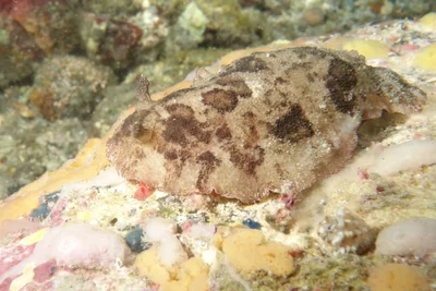 Sebadoris fragilis