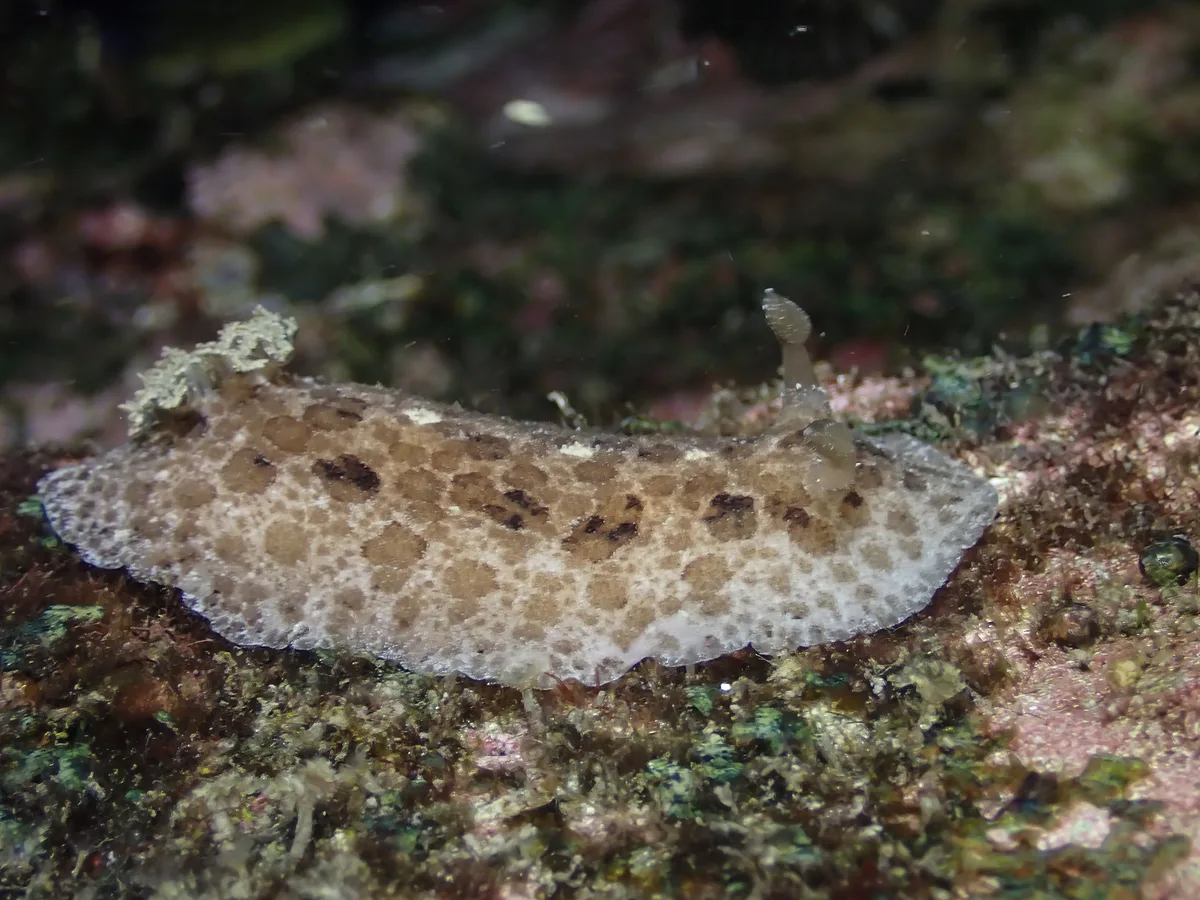 Sebadoris fragilis