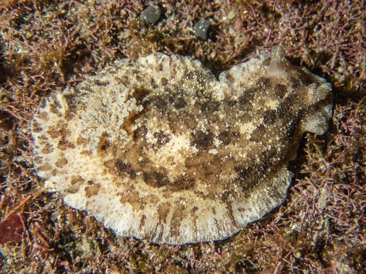 Sebadoris fragilis