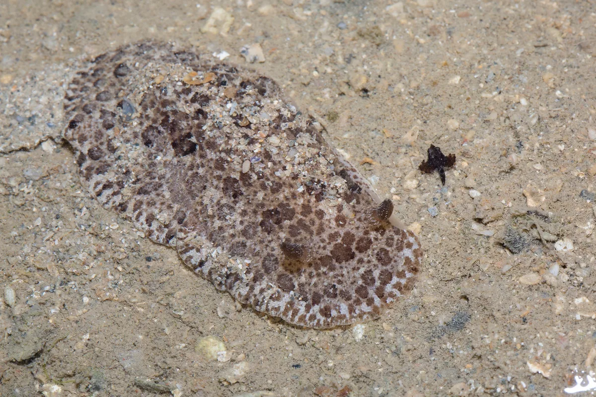 _Z2A8527 Sebadoris fragilis