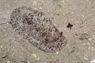 _Z2A8527 Sebadoris fragilis