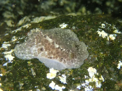 Tayuva cf. lilacina ou Sebadoris fragilis?