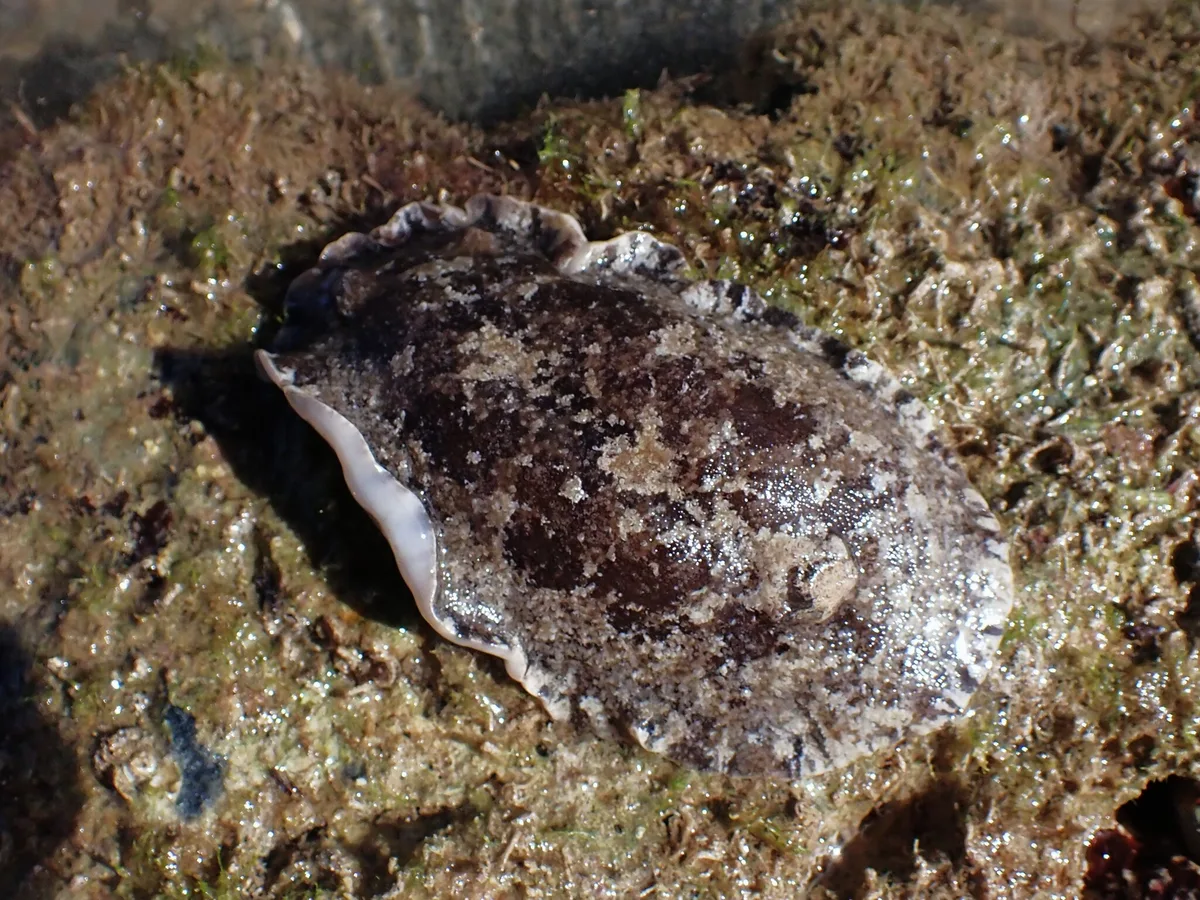 Sebadoris fragilis - Province Sud, Nouvelle-Calédonie