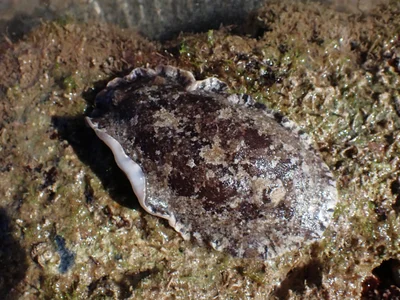 Sebadoris fragilis - Province Sud, Nouvelle-Calédonie
