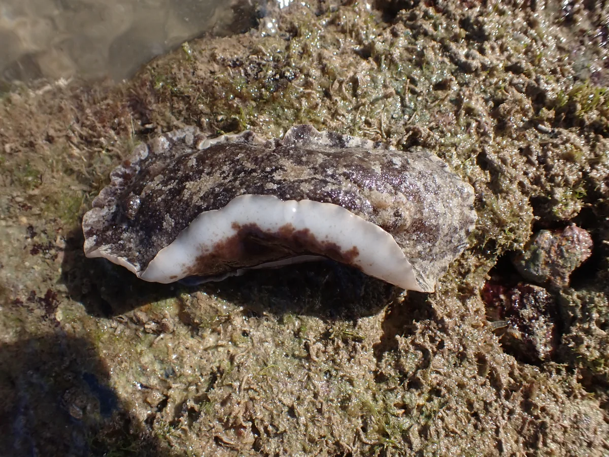 Sebadoris fragilis - Province Sud, Nouvelle-Calédonie