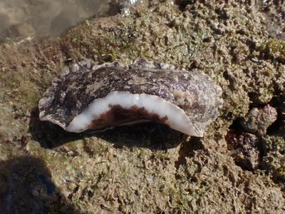 Sebadoris fragilis - Province Sud, Nouvelle-Calédonie