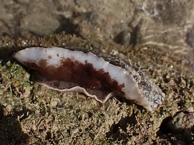 Sebadoris fragilis - Province Sud, Nouvelle-Calédonie