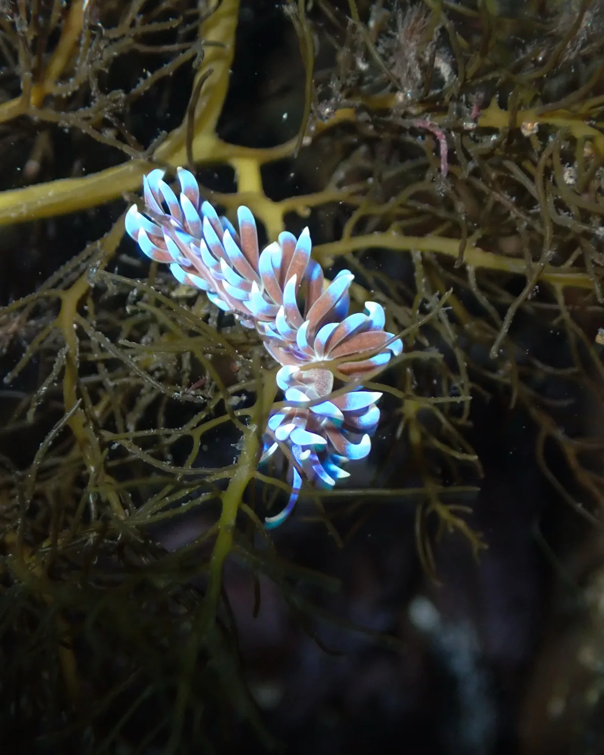 Phyllodesmium macphersonae - The Esplanade, Flinders, AU