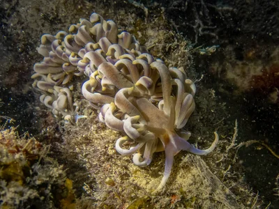 Phyllodesmium macphersonae - Kusu Island, Singapore
