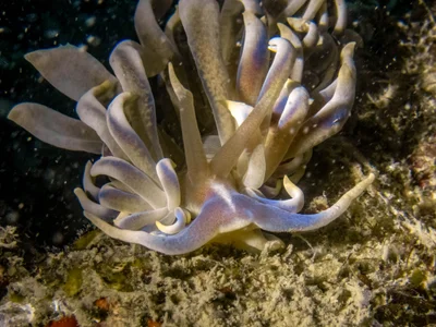 Phyllodesmium macphersonae - Kusu Island, Singapore