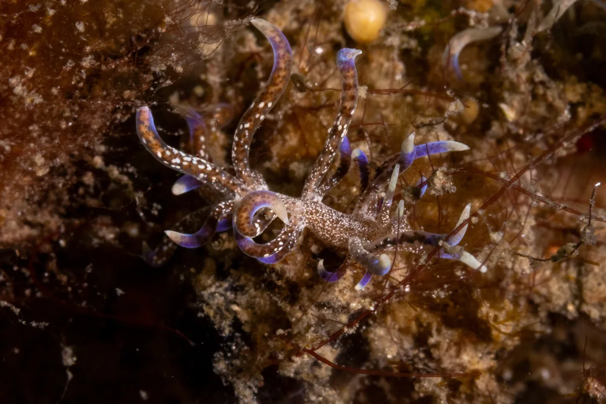 Phyllodesmium macphersonae - Lembeh Strait, Indonesia