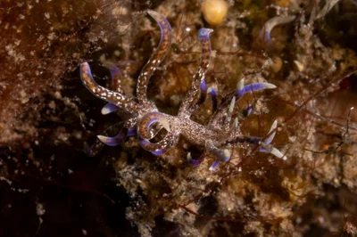 Phyllodesmium macphersonae - Lembeh Strait, Indonesia