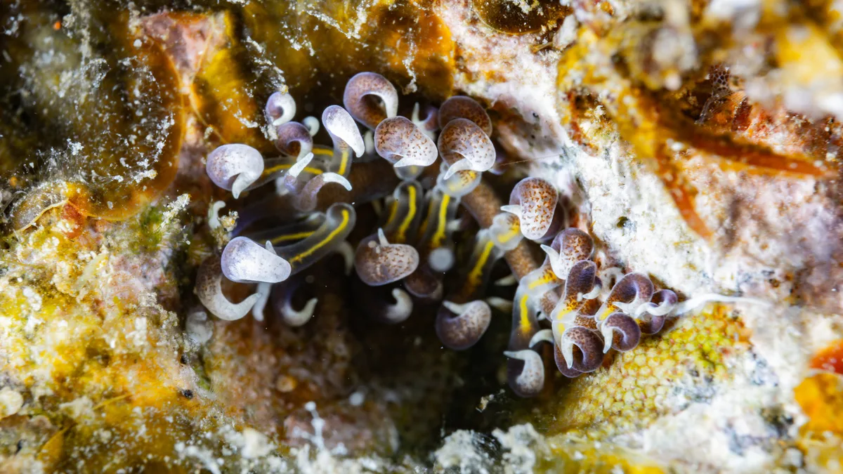 Phyllodesmium macphersonae - 台灣新北市貢寮區