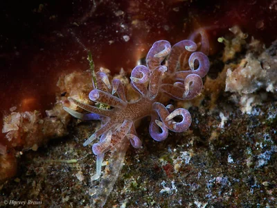 Phyllodesmium macphersonae - Tweed  - Tweed-Heads, New South Wales, Australia