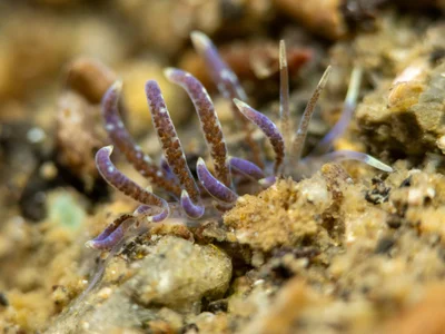 Phyllodesmium macphersonae - Desa Wolwal, Wolwal, Kec. Alor Barat Daya, Kabupaten Alor, Nusa Tenggara Tim., Indonesia