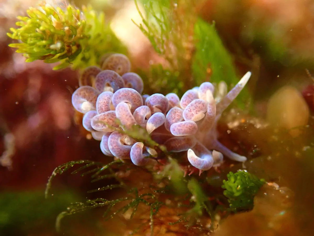 Phyllodesmium macphersonae - Queenscliffe, Port Phillip Heads, AU-VI, AU
