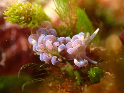 Phyllodesmium macphersonae - Queenscliffe, Port Phillip Heads, AU-VI, AU