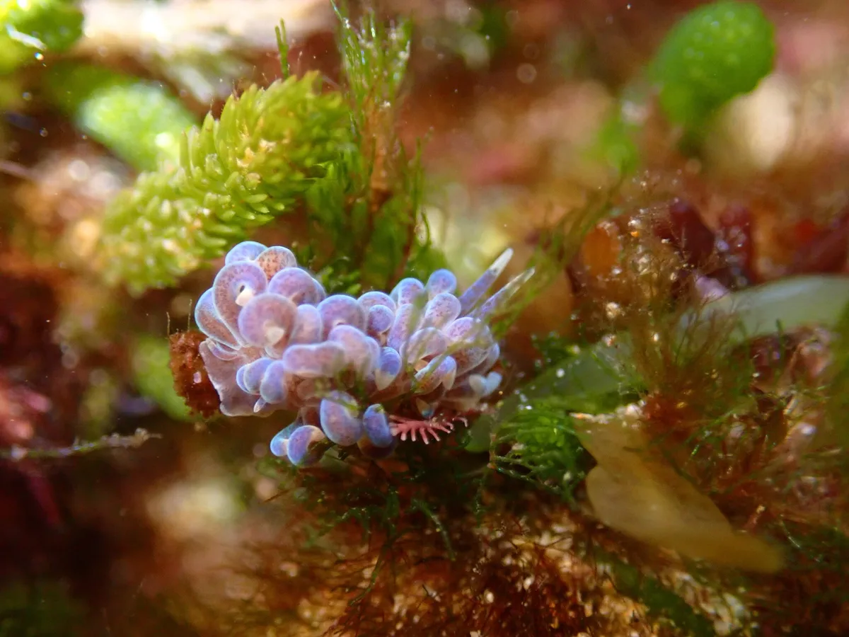 Phyllodesmium macphersonae - Queenscliffe, Port Phillip Heads, AU-VI, AU
