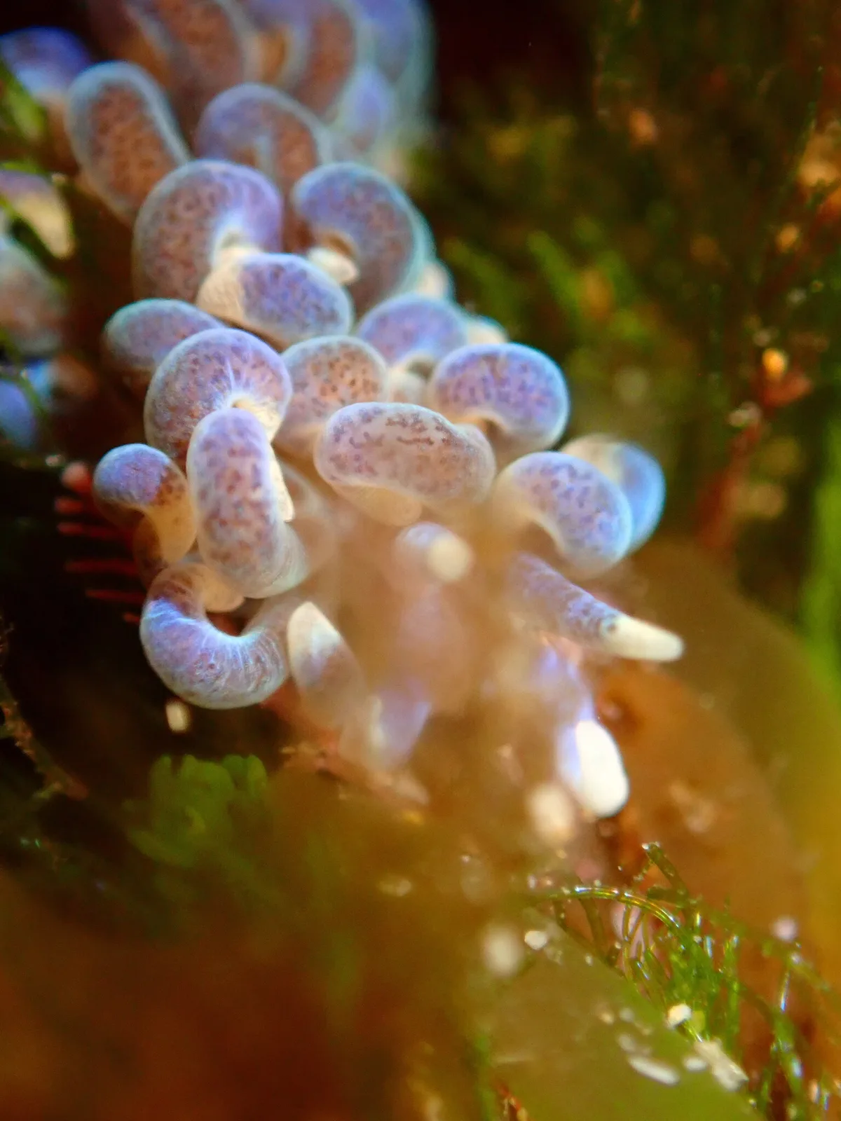 Phyllodesmium macphersonae - Queenscliffe, Port Phillip Heads, AU-VI, AU