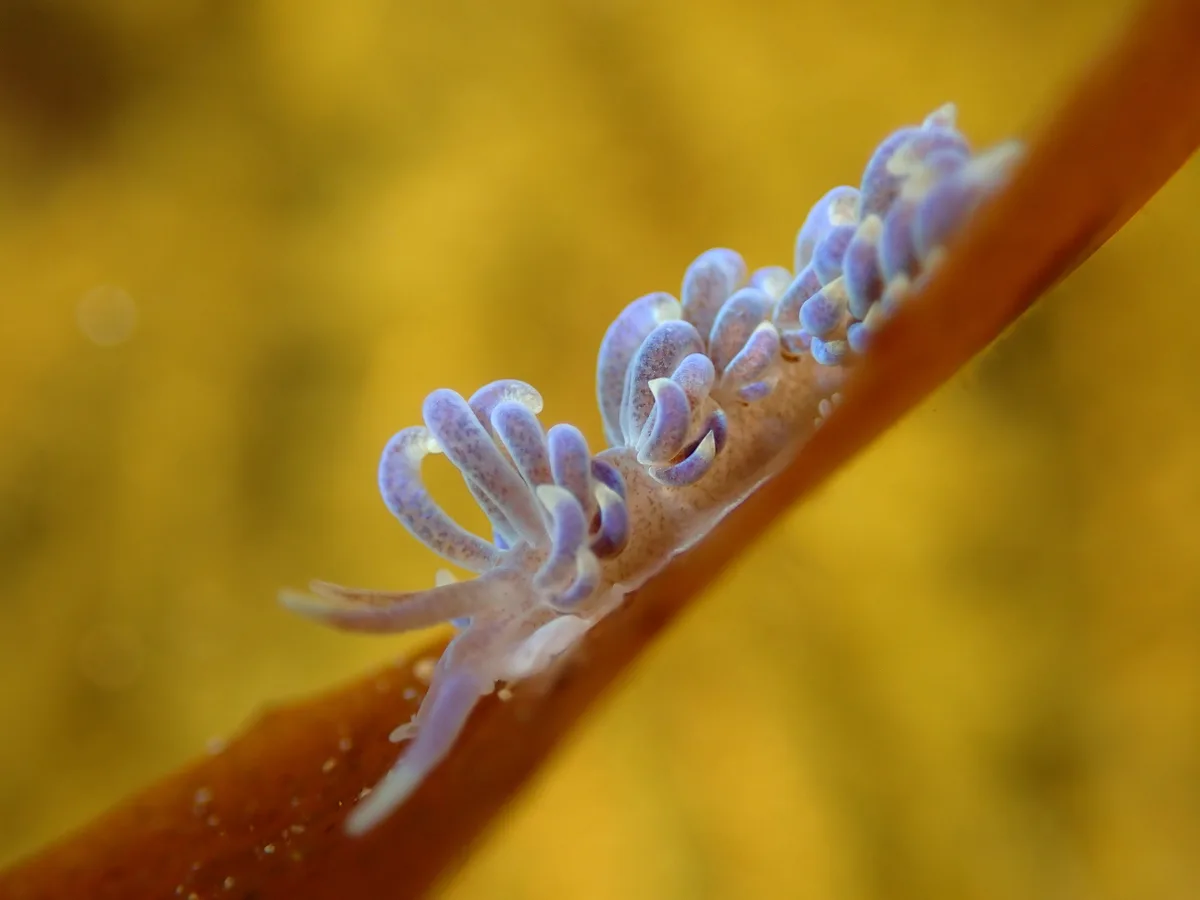Phyllodesmium macphersonae - Queenscliffe, Port Phillip Heads, Victoria, Australia