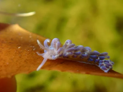 Phyllodesmium macphersonae - Queenscliffe, Port Phillip Heads, Victoria, Australia
