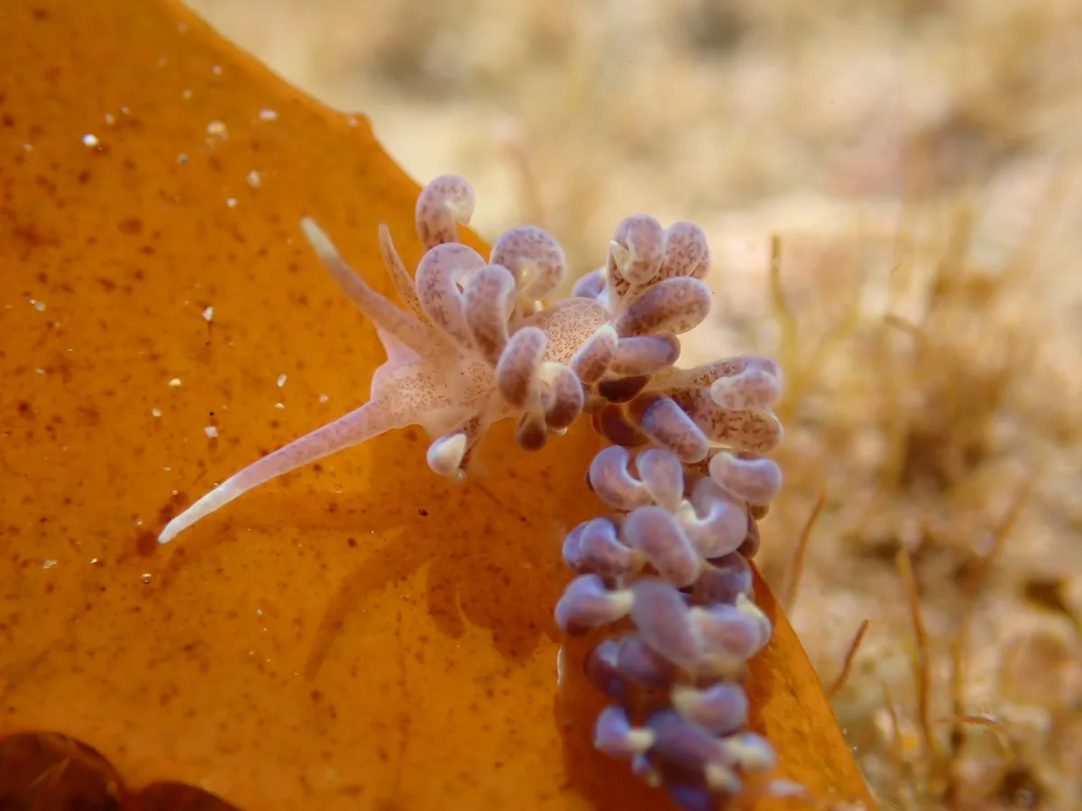 Phyllodesmium macphersonae - Queenscliffe, Port Phillip Heads, Victoria, Australia