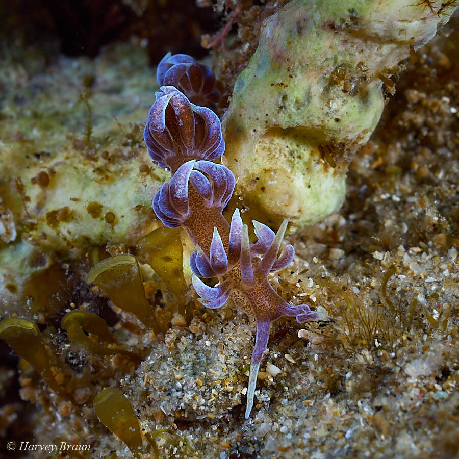 Phyllodesmium macphersonae - Coffs Harbour - Pt B, New South Wales, Australia