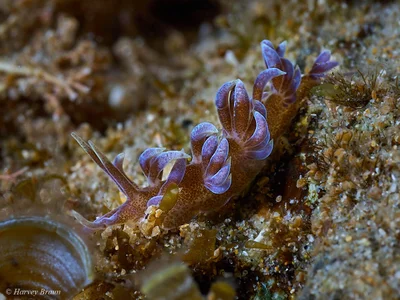 Phyllodesmium macphersonae - Coffs Harbour - Pt B, New South Wales, Australia