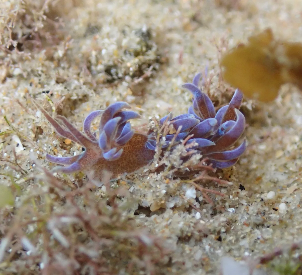 Phyllodesmium macphersonae - Tasman Sea, Sandy Beach, AU