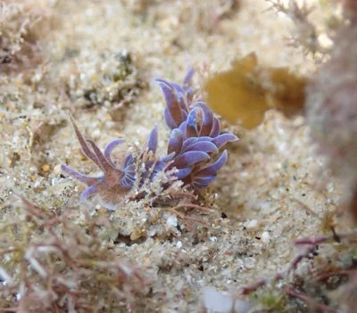 Phyllodesmium macphersonae - Tasman Sea, Sandy Beach, AU