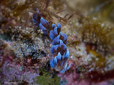 Phyllodesmium macphersonae - Clarence Valley- Coast, New South Wales, Australia