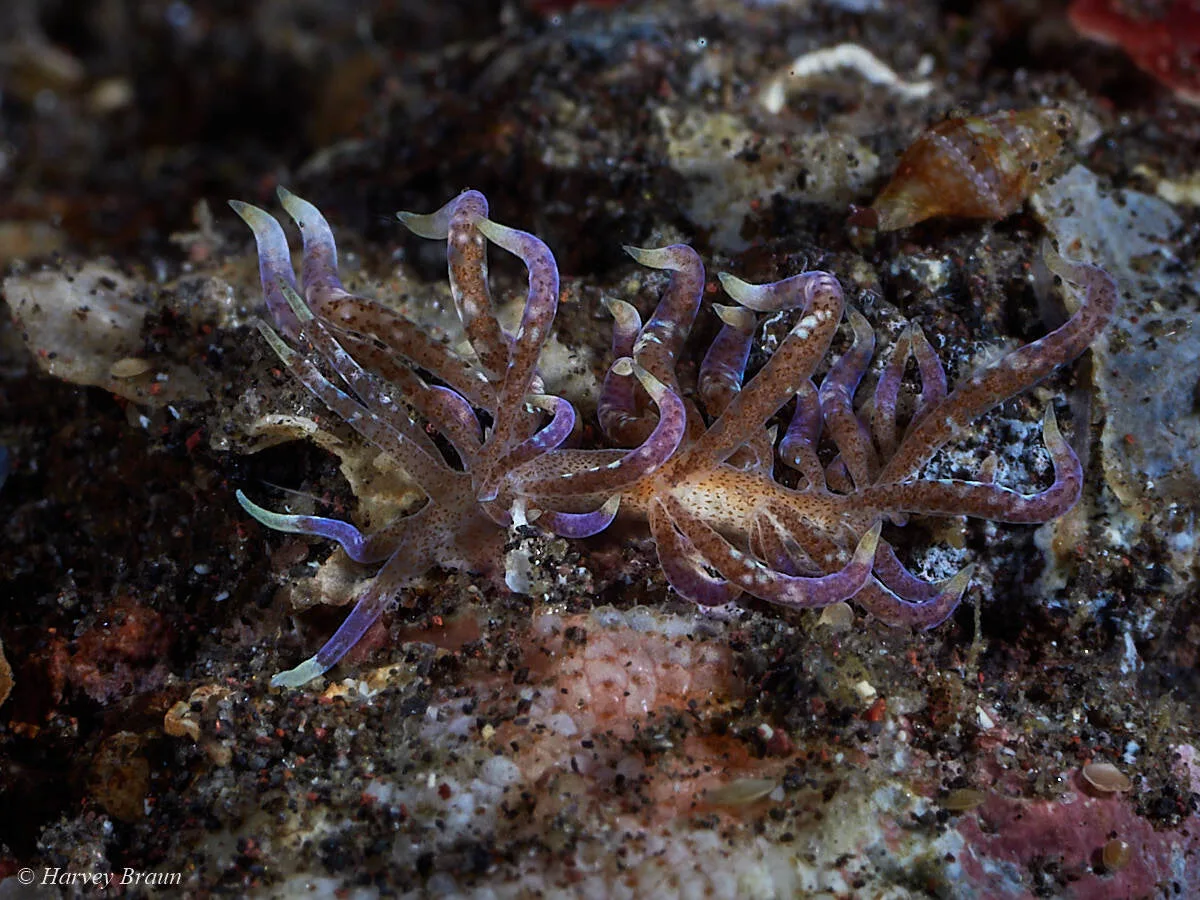 Phyllodesmium macphersonae - Karang Asem, Bali, Indonesia