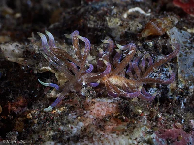 Phyllodesmium macphersonae - Karang Asem, Bali, Indonesia