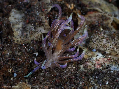 Phyllodesmium macphersonae - Karang Asem, Bali, Indonesia