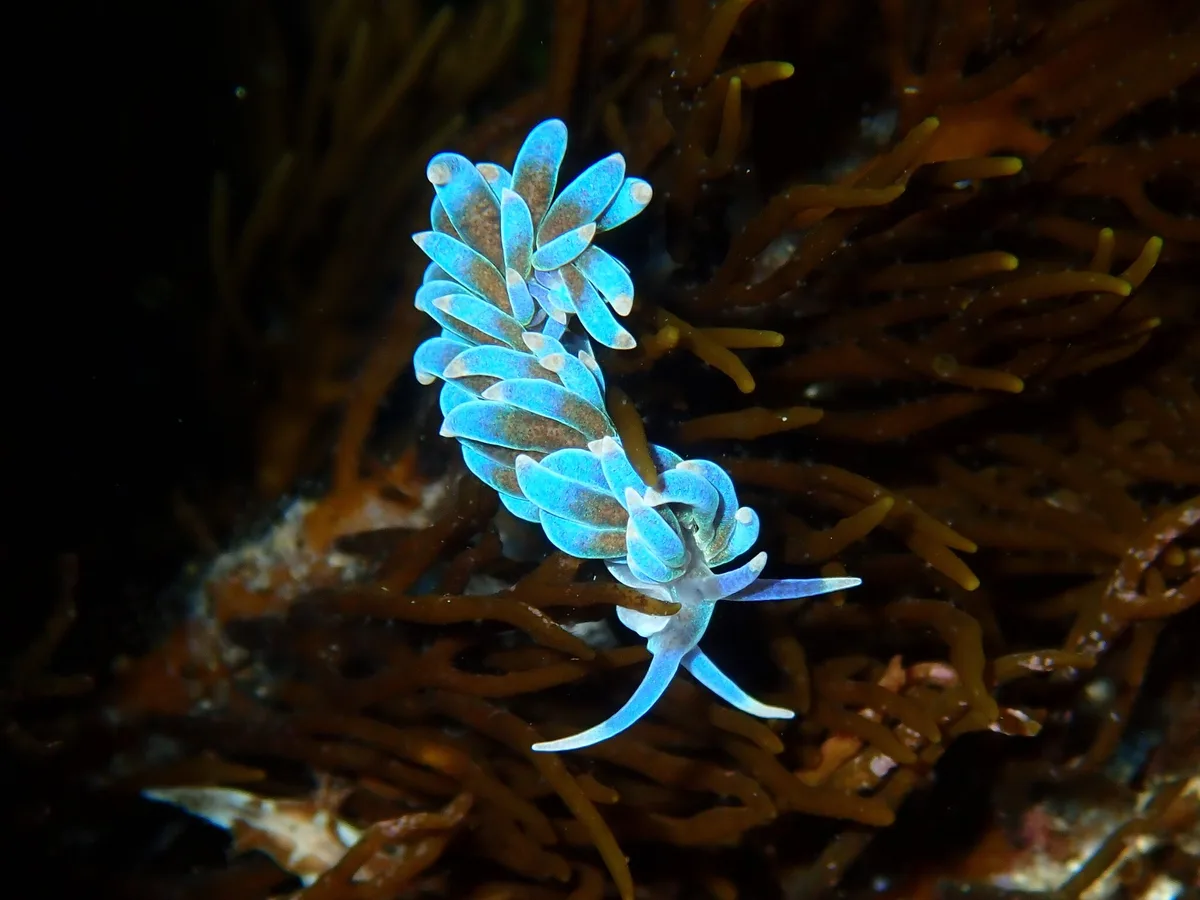 Phyllodesmium macphersonae - Twin Reefs
