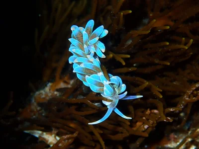 Phyllodesmium macphersonae - Twin Reefs