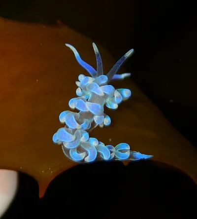 Phyllodesmium macphersonae - Eastern Channel, Point Lonsdale, AU