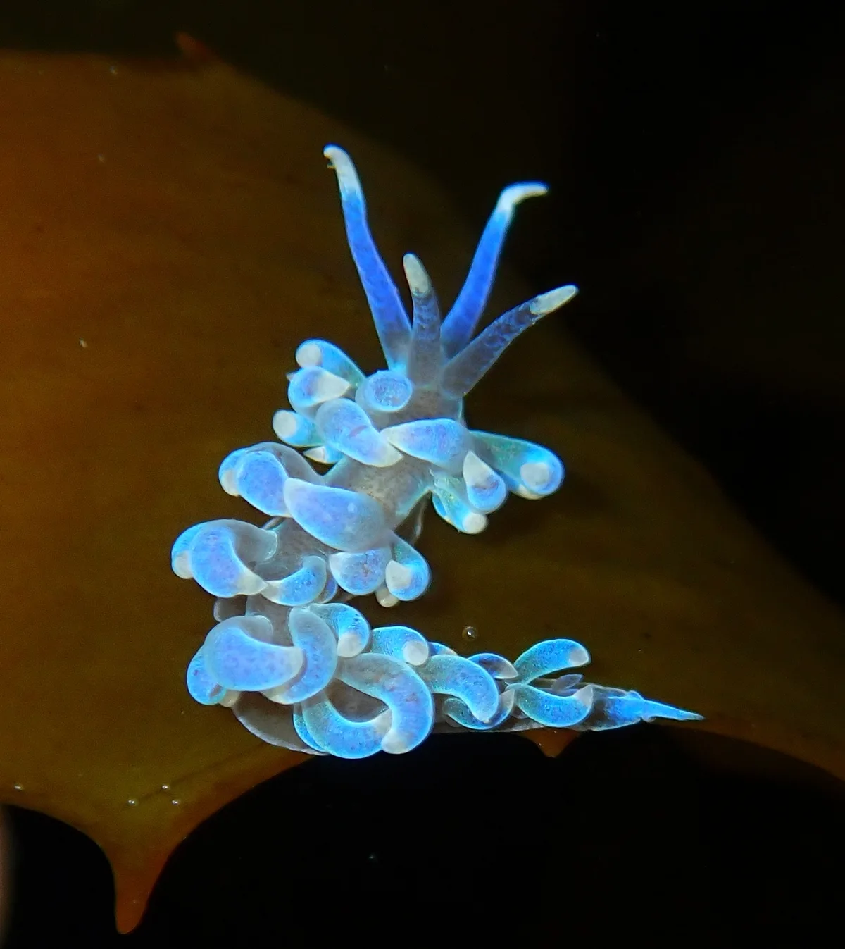 Phyllodesmium macphersonae - Eastern Channel, Point Lonsdale, AU