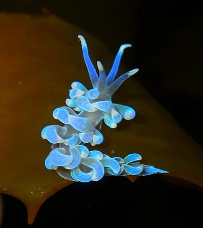 Phyllodesmium macphersonae - Eastern Channel, Point Lonsdale, AU